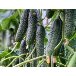 Ogórek Gladio  250 N